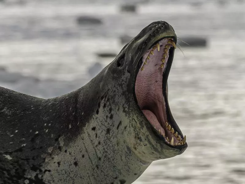 Leopard Seal on ice