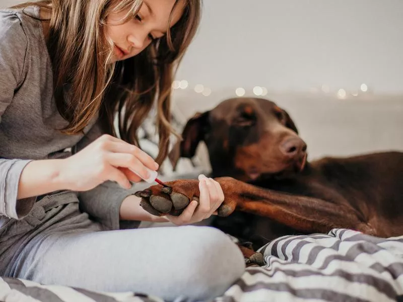 A girl cutting a large dog's nails