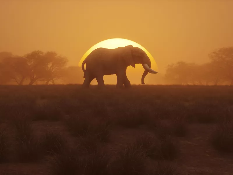 Lonely elephant walking at sunset