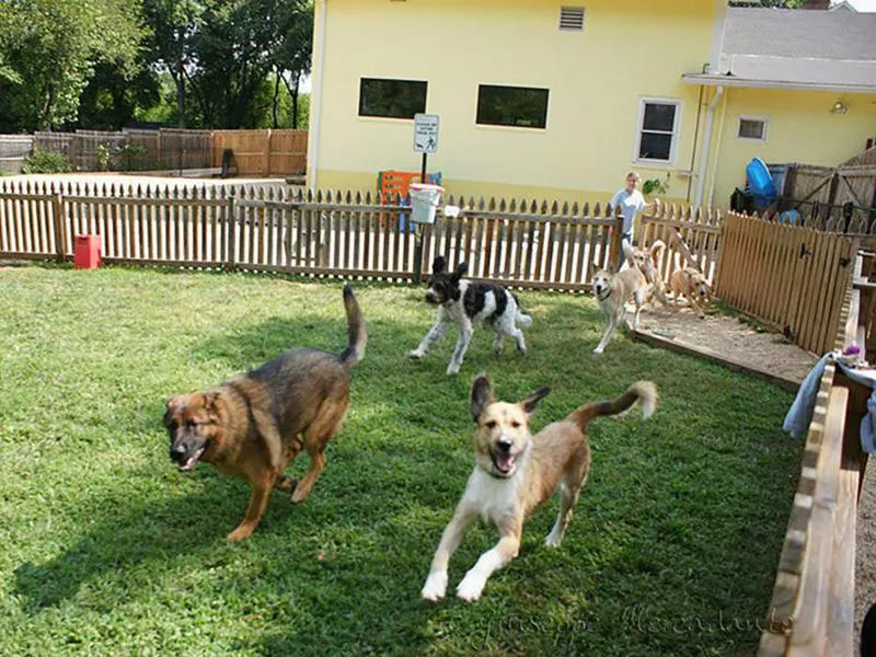 Doggy daycare