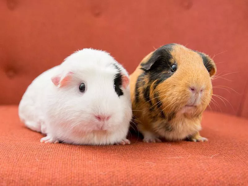 Guinea Pigs on Mid Century Chair