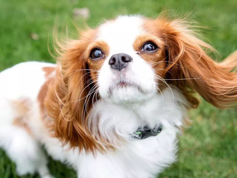 Cavalier King Charles Spaniel