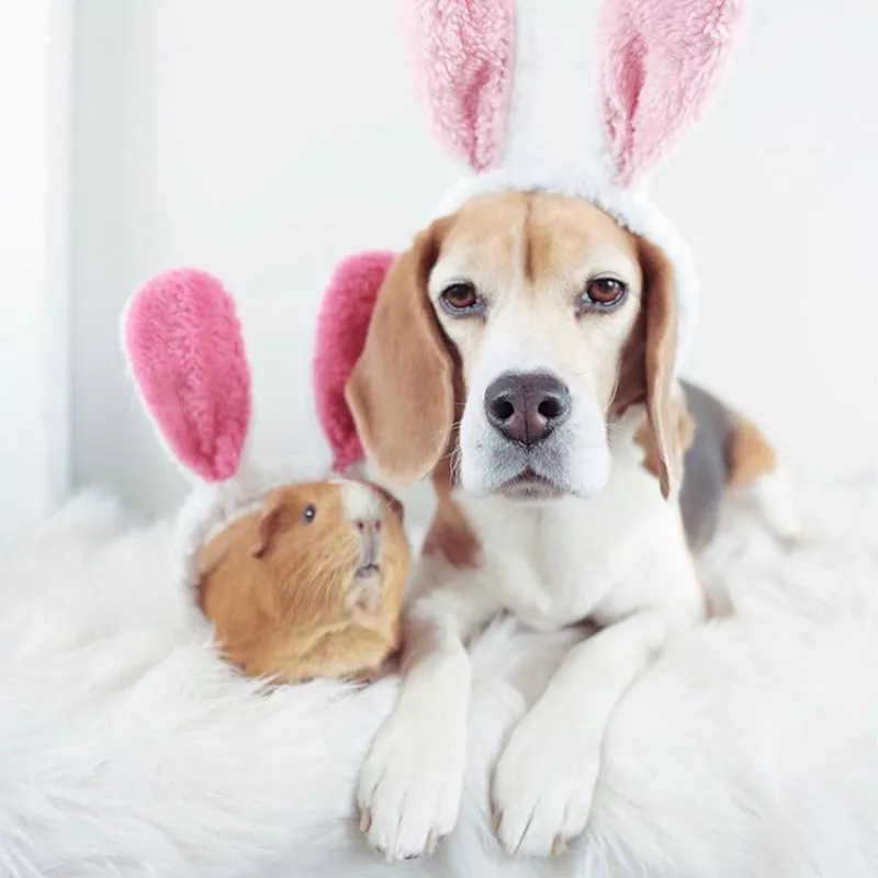 Guinea pig and beagle