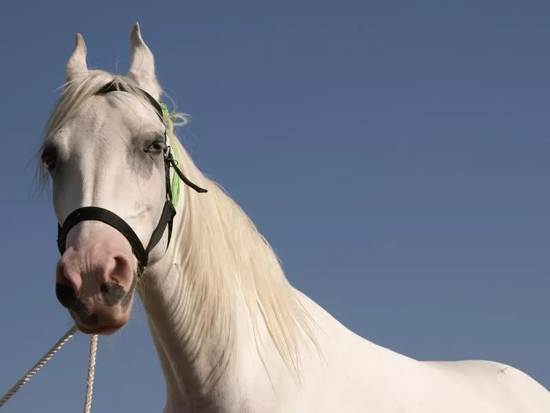 Marwari Horse