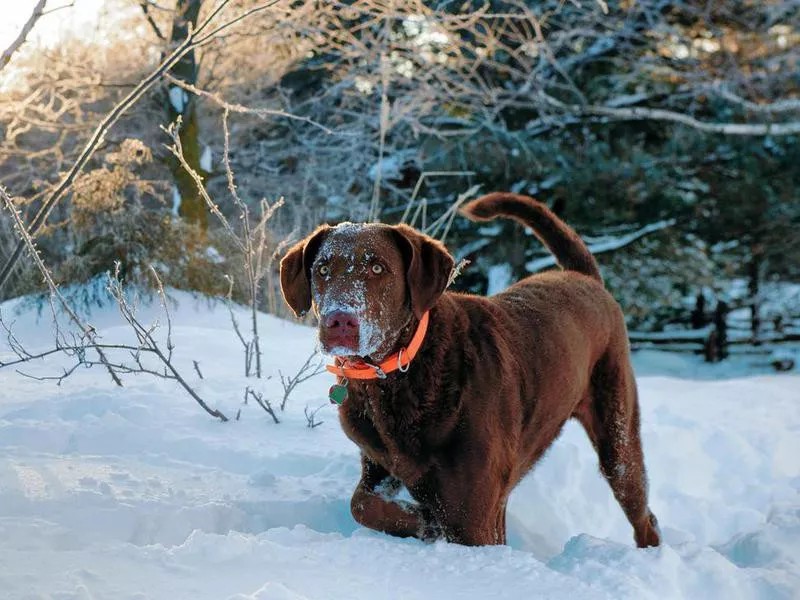 Chesapeake Bay Retriever