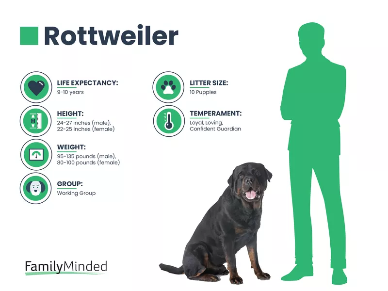 Rottweiler breed