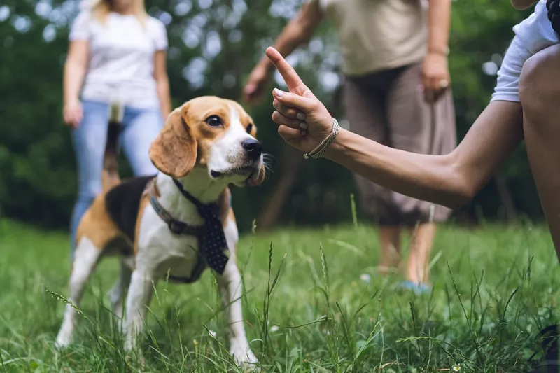 I Need to Show My Dog Authority by Being the Pack Leader