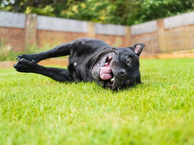 Staffordshire bull terrier