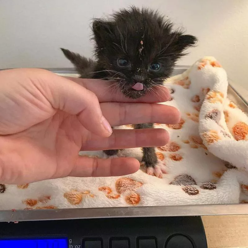 Black kitten with its tongue out