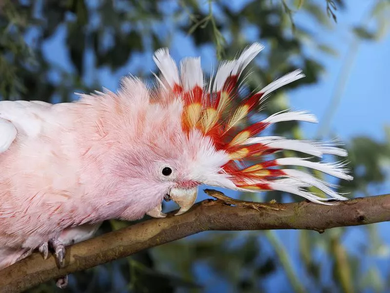 Major Mitchell’s Cockatoo