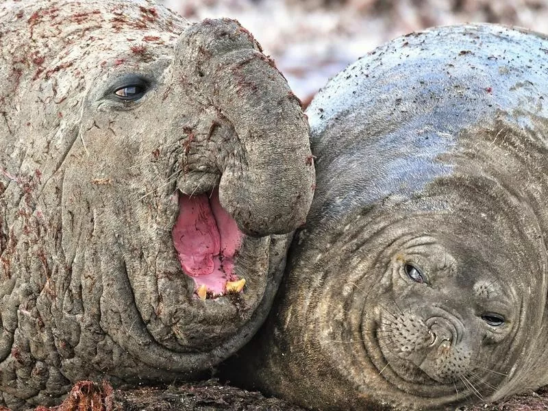 sea elephant