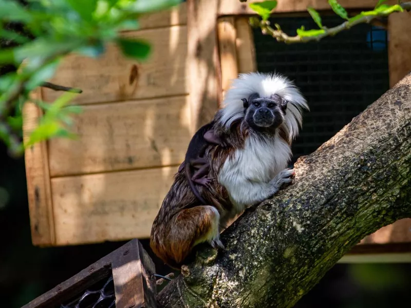 A white-headed monkey at Zoologico de Cali