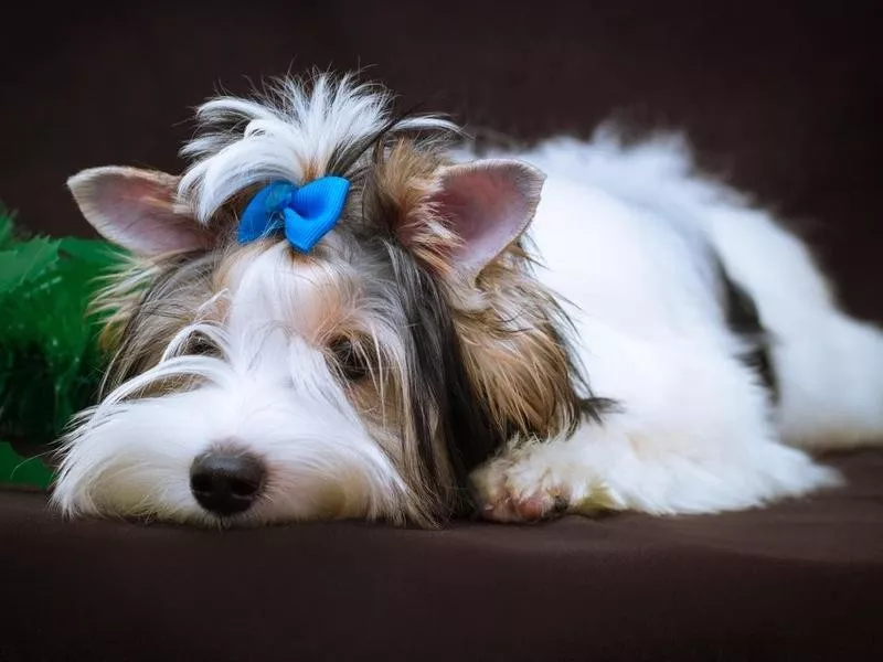 The Biewer Terrier Requires Grooming