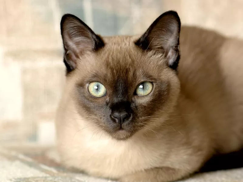 Tonkinese cat