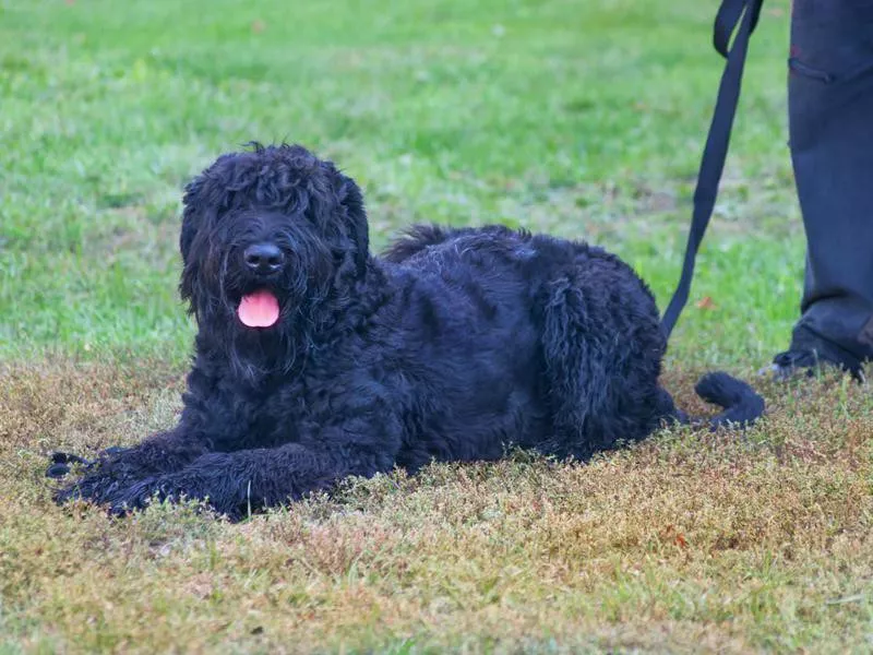 Black Russian Terrier Overview