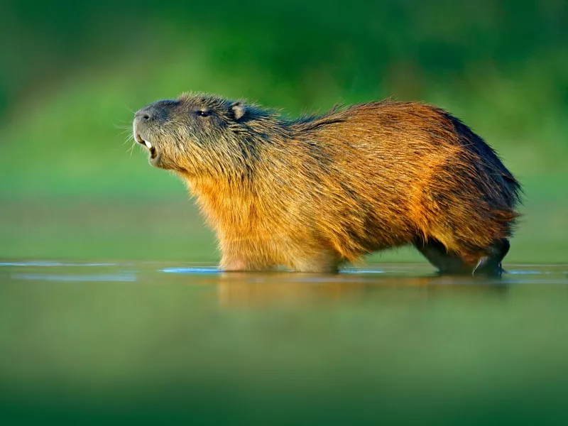 Capybara