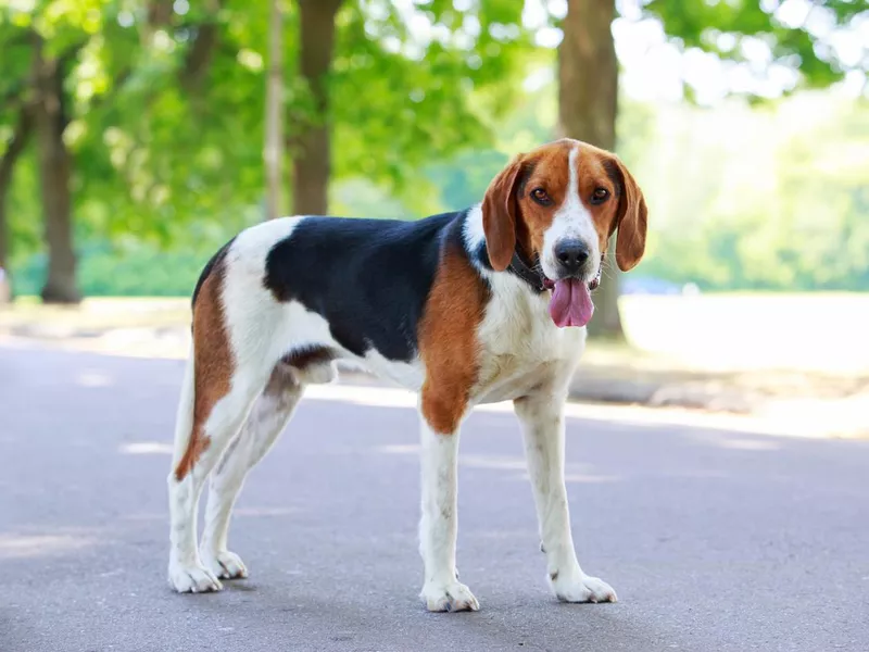 The dog breed American Foxhound