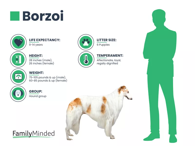 Borzoi breed