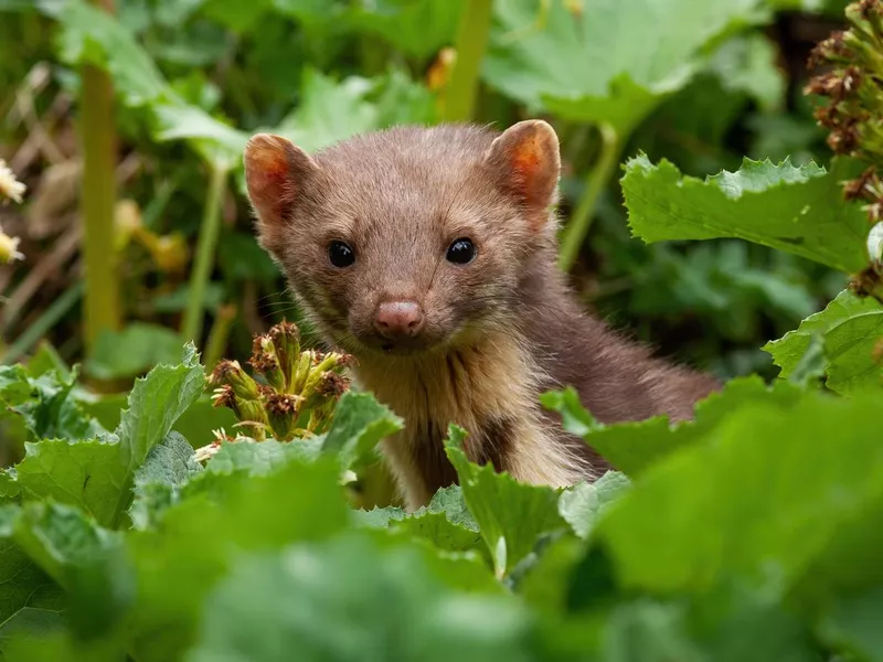 Pine Marten peeking out from plants