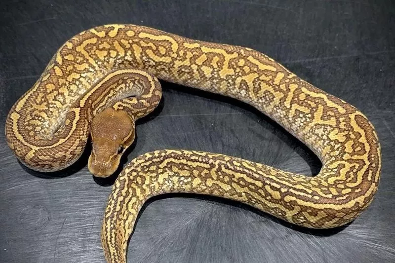 Monsoon Ball Python