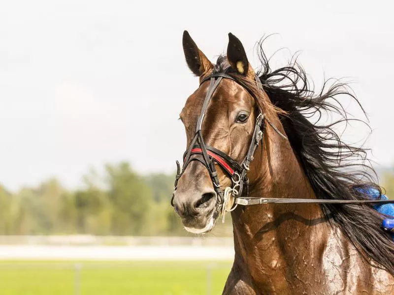 Close-up of horse on harness