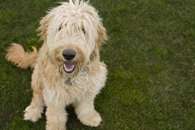 Goldendoodle sitting