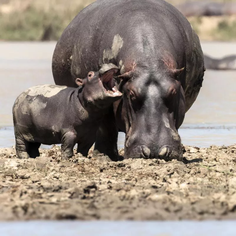 Hippopotamus