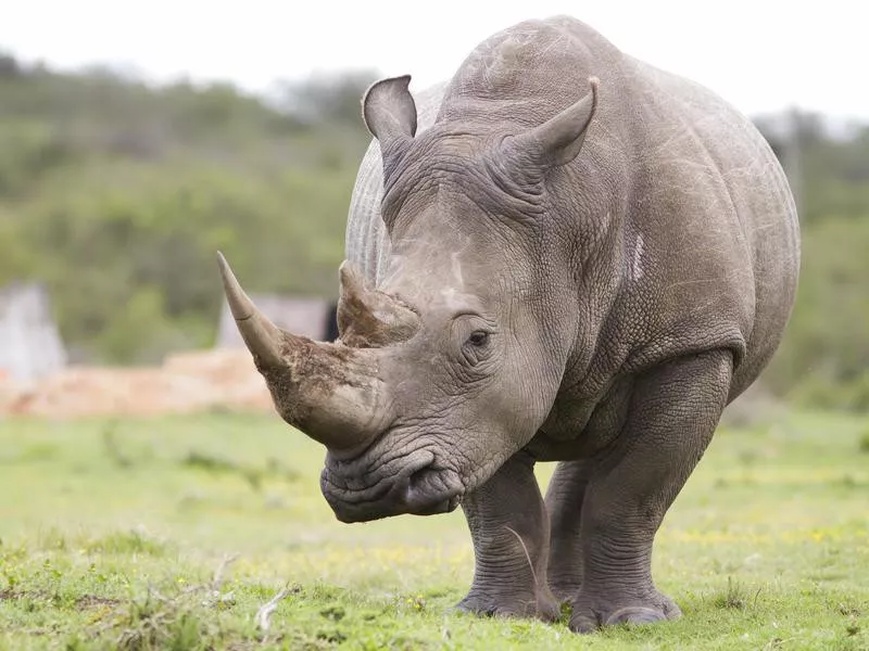 White Rhinoceros