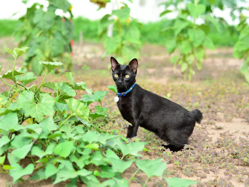 Bobtail cat