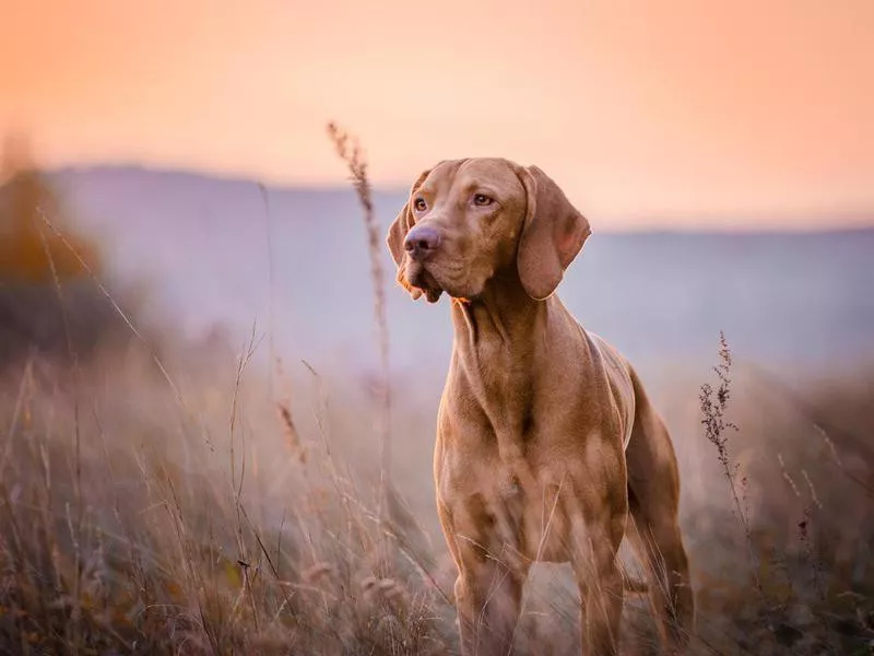 Hungarian vizsla head portrait