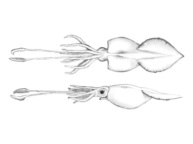 Diagram of Colossal Squid