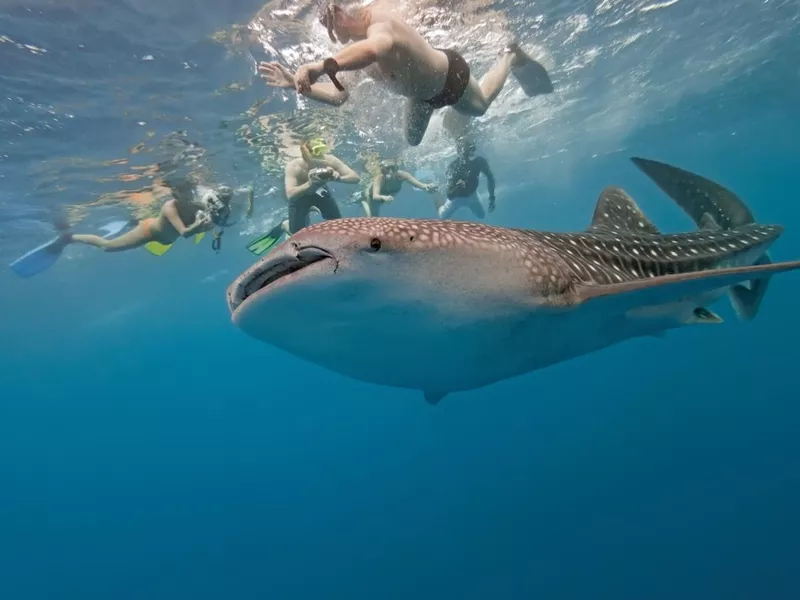 An underwater shot of divers looking at a whale shark