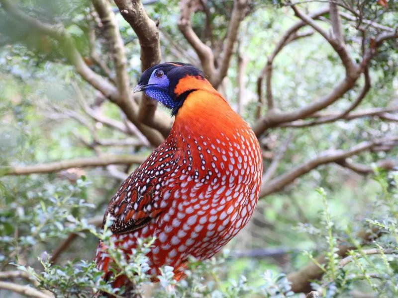 Temminck Tragopan