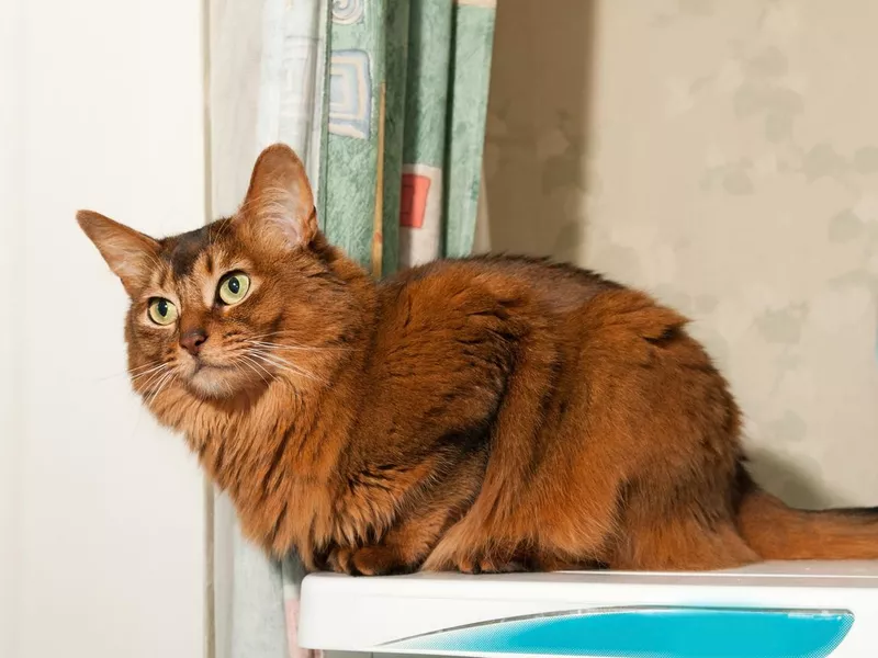 Somali cat portrait