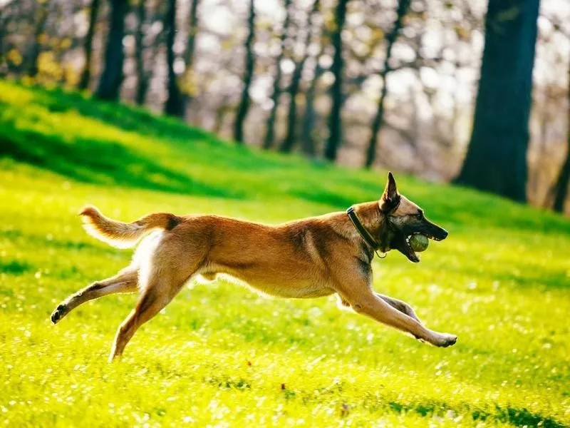 Belgian Malinois