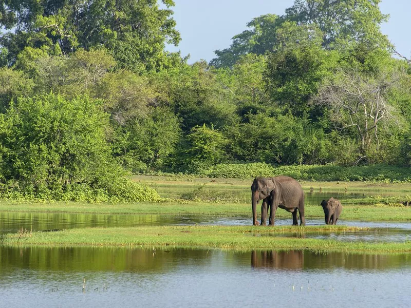 Mother and baby elephant in Yala Park