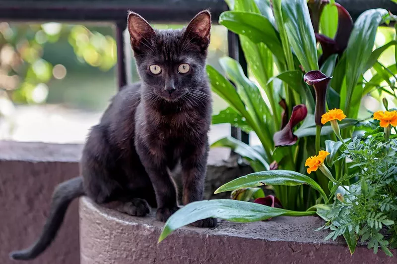 Black Bombay kitten