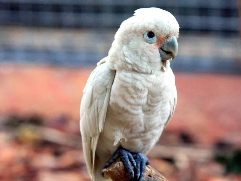 Goffin’s Cockatoo