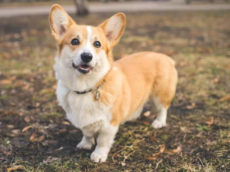 A friendly Pembroke Welsh corgi