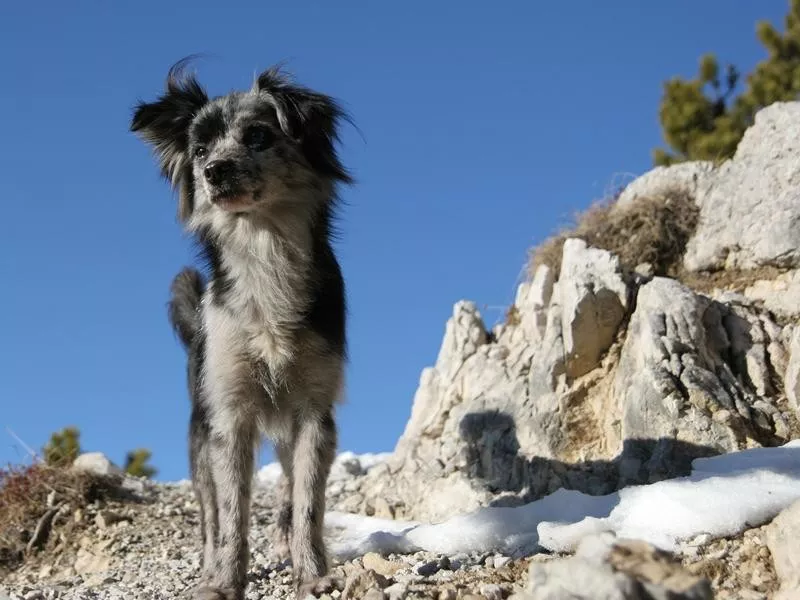 Pyrenean shepherd