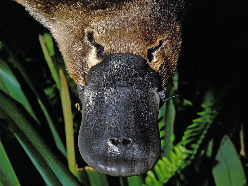 Platypus