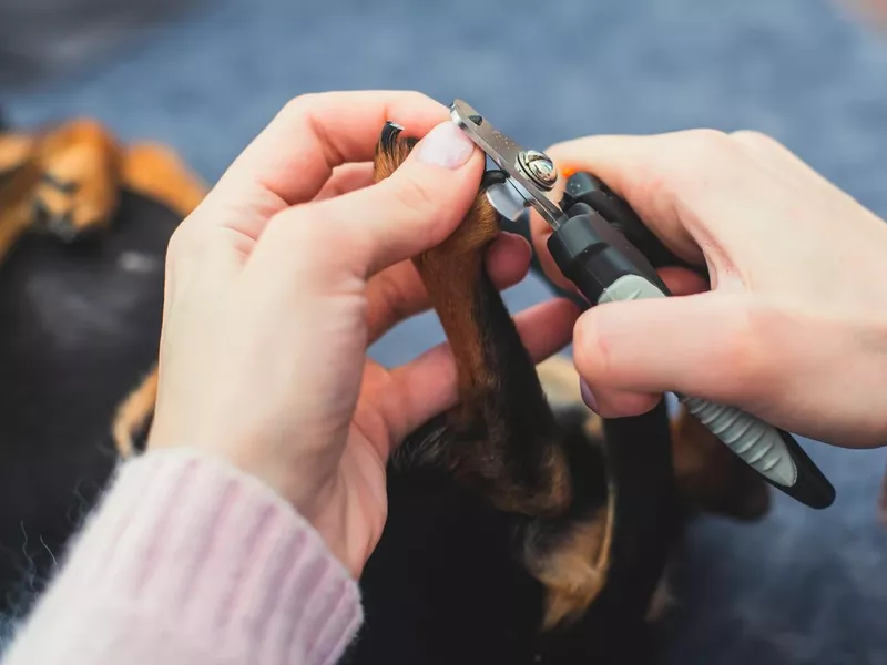 Process of cutting nails of a small breed dog