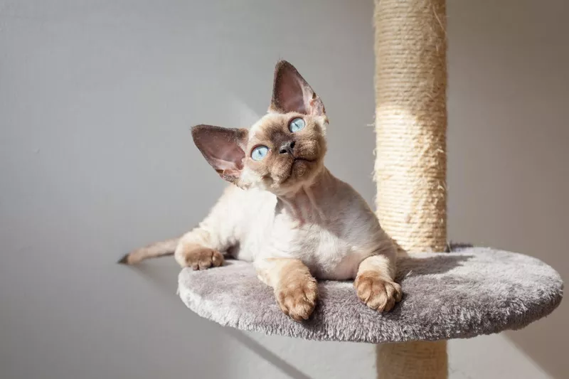 Beautiful Devon rex cat