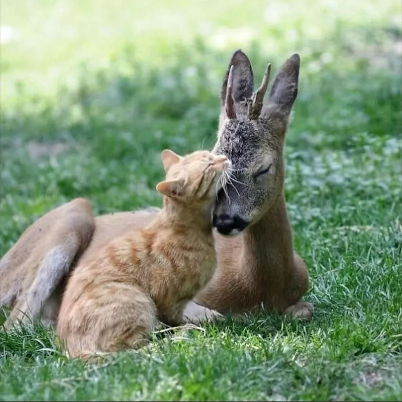 Deer and cat