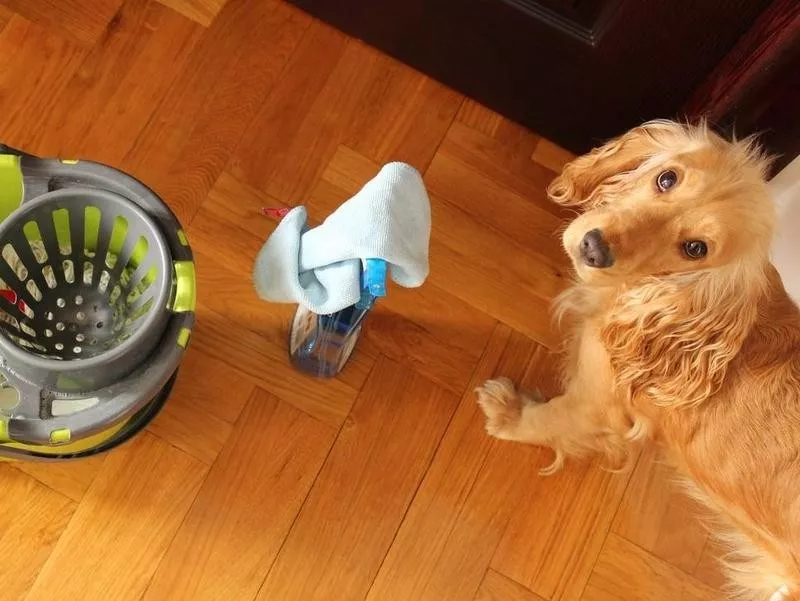 Dog with cleaning supplies