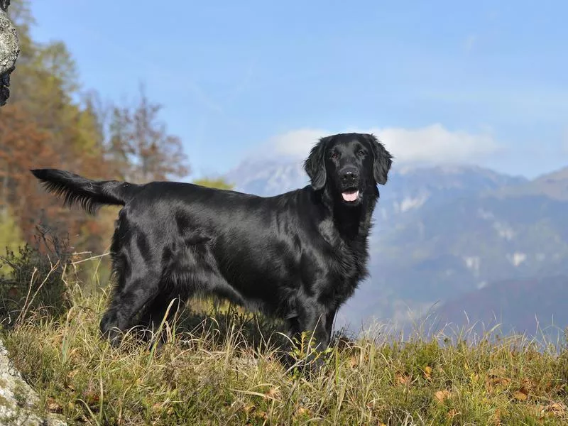 flat coated retriever