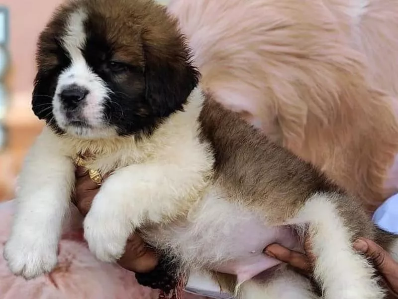 Saint Bernard puppy