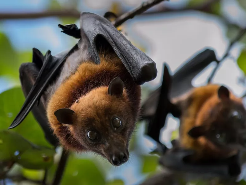 Fruit bats