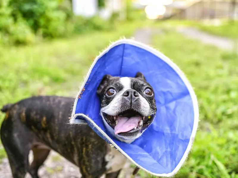 Dog wearing a soft cone collar