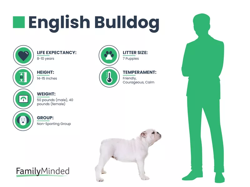 English Bulldog breed